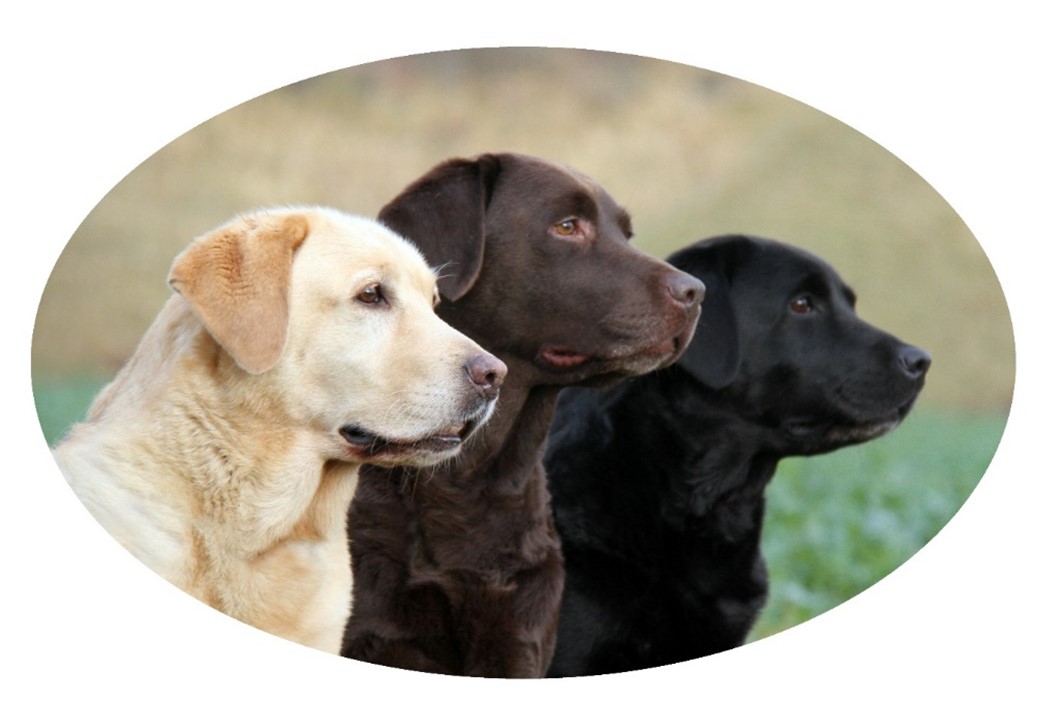 Dilute Labradors Labrador Breed Council
